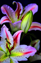 Lilies