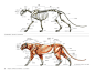 国际插画大师惠特拉奇的动物画教程：艺用生物解剖 专题 | leewiART 乐艺 建立你的个人艺术画廊，汇聚优秀的CG艺术作品