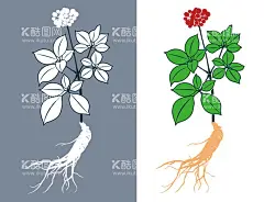 人参  - 源文件下载【酷图网】人参矢量图,人参插画,人参,人参挂画,人参文化,人参中药,人参海报,人参广告,野生人参,山参,野生山参,长白山人参,土人参,人参画册,正宗人参,野山参,中药人参,野人参,人参花,高丽野人参,人参展板,人参挂图,长白山参,东北人参,东北野山参,中药,千年人参,人参功效,人参DM单,人参传单