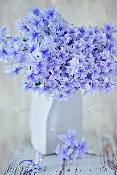 一束漂亮的紫色绣球花。