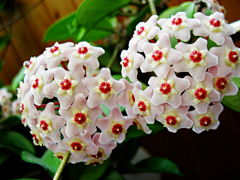 小小蒲公英采集到. . 一花一世界 一叶一菩提 。 *