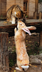 你有一雙大耳朵！兔兔~