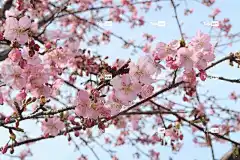 自然 花卉背景 季节 花壁纸 鲜花 春天 樱桃树 日本 河津樱花