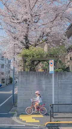 今日治愈壁纸 | 樱花烂漫 : ☀每天08：30请记得打开手机，查收我的礼物开启美妙的一天（点击图片可放大保存）
