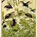 Elsa Beskow - &quot;Daumelischen&quot; by   Hans Christian Andersen, Munich:   Georg Dietrich, ca. 1920.: 拇指姑娘
