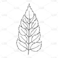 有对称的带有缺口的叶子的树枝。植物设计元素的杂志，文章和小册子。简单的黑白矢量插图手绘，孤立在白色背