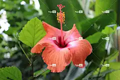 芙蓉花 鲜花 花灌木 热带植物 温室 异国情调 热带 锦 花壁纸