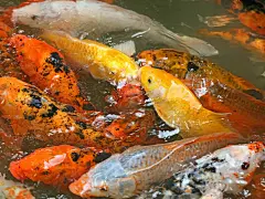 可爱的鲤鱼高清壁纸桌面壁纸2