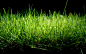 grass wallpaper (#2191757) / Wallbase.cc