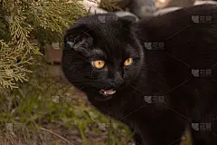 一只可爱的全黑巧克力色的黄眼睛苏格兰折耳猫漫步在绿树间。日落时分，家猫在花园里散步。小猫的黑色皮毛在