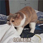 猫咪表情包_百度图片搜索