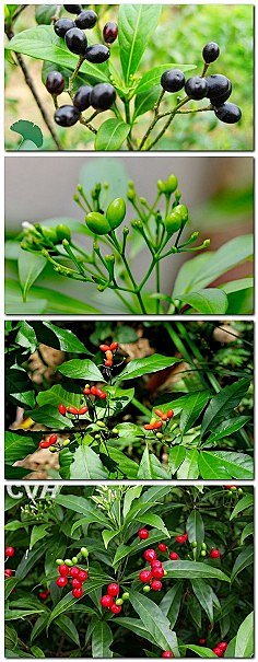 【百科名片】--萝芙木。别称：鱼胆木、山…