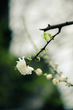 彼岸·三生来世采集到花梦