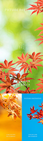 枫叶立秋24节气海报-源文件