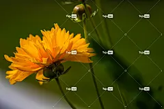 花 植物 高清壁纸 花瓣 黄花 盛开 野生动物 自然 特写