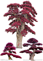 桩景造型红花檵木