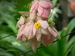玉葉金花&amp;白紙扇  Mussaenda pubescens_小布丁_新浪博客