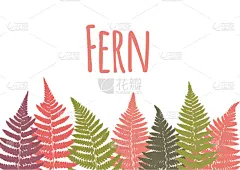 蕨类,鸡尾酒,叶子,植物学,背景,贺卡,华丽的,复叶,欧洲蕨,问候