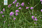 柳叶马鞭草 Verbena bonariensis L. 中国植物图像库