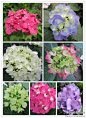 上海植物园微博：【八仙花】#上海植物园花讯#八仙花（Largeleaf Hydrangea）开放了，各具姿态，五颜六色。八仙花的独特魅力在于它的花在开放的过程中会逐渐变色，这种能力或者是在成熟时自然形成的，或者是由于气候和土壤酸性造成的，不一而同，十分奇特。