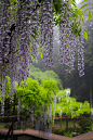 紫藤在雨中，日本奈良