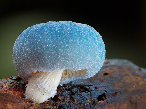 蓝色的小蘑菇，长得好可爱