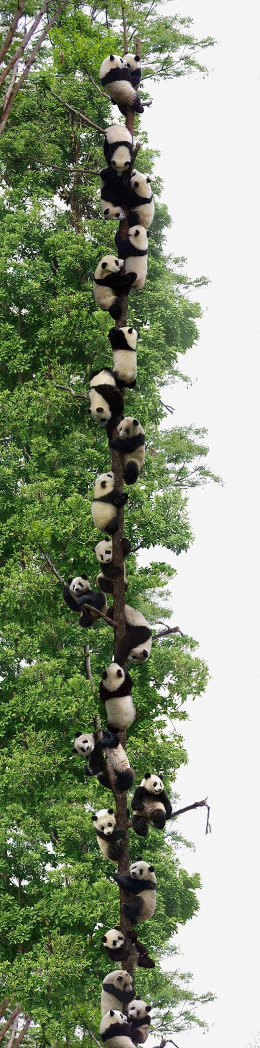 熊猫元素高清素材 中国熊猫 可爱熊猫 四...