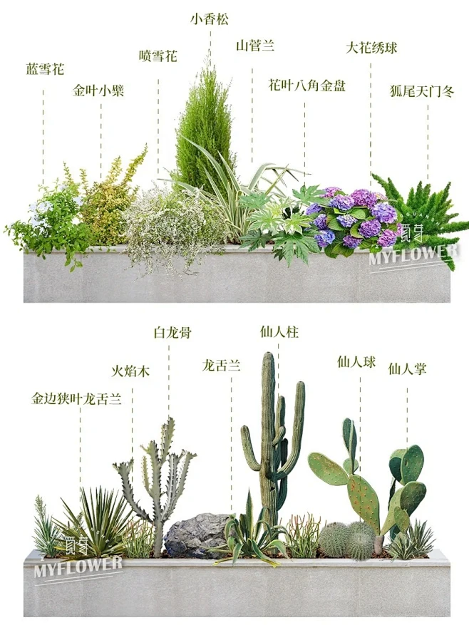 低维护庭院花坛植物搭配｜懒人花园系列清单_3_上海觅芽园艺_来自小红书网页版-花瓣网