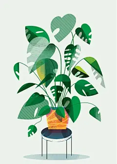 Cheeseplant