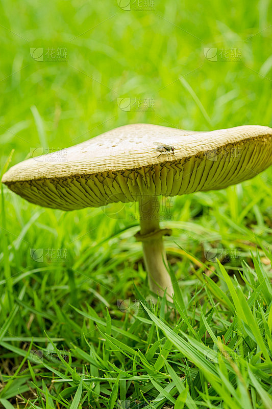 带苍蝇的绿鳃伞菇