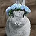 猫粒2010
