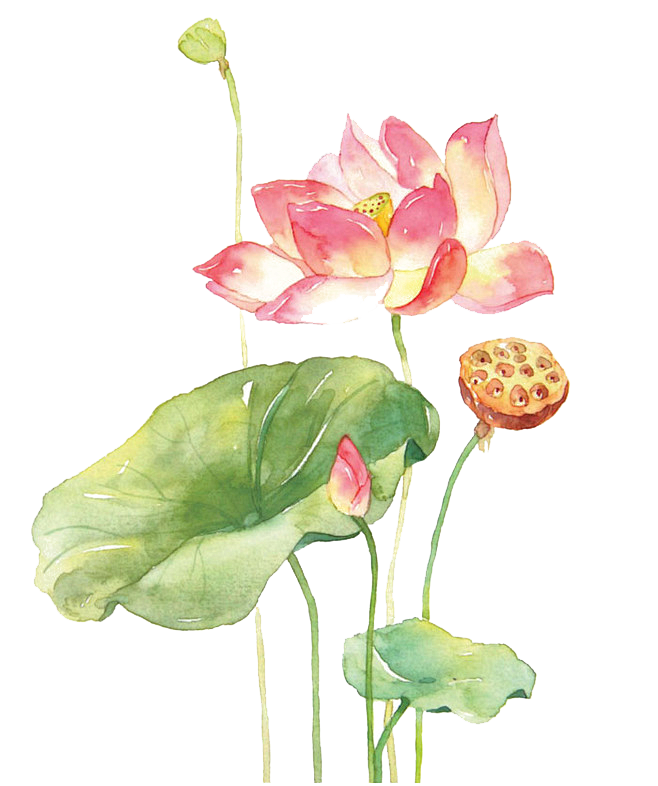 png手绘彩绘植物绿叶花朵素材
@灬小狮...