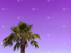 紫色天空背景上的一棵棕榈树。本空间