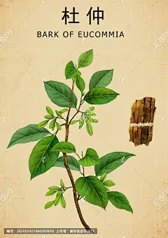 杜仲 棉树皮 胶树 草本植物 草药包装插画 药材医草 丝棉皮 丝楝树皮 中医文化 中草药 中草药包装插画 中药大全 中药插画 复古医书草药插图 手绘中草药