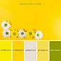 #视觉配色#   黄色（含色值） ​​​​ _配色丨单色_T2020528