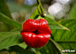 嘴唇花,Psychotria Elata,Flower of Lips,奇花异草
