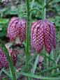 花格贝母 Fritillaria meleagris：百合科贝母属的植物，又名阿尔泰贝母，原产于欧洲，但在法国、斯洛文尼亚、罗马尼亚等地野生种已经处于濒危。它们是唯一原产于英国的百合。由于土地用途的改变，在野外很稀有。花格贝母是克罗地亚的国家象征