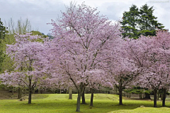 橘子时空采集到北方落叶花乔