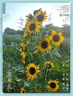 向日葵 【酷图网】朝阳花,向日葵,生物世界,花草,向日葵花朵,向日葵花瓣,向日葵花,向日葵图片,向日葵素材,鲜花,鲜花图片,鲜花素材,花朵,创意图片,花瓣,唯美图片,唯美壁纸,壁纸图片,电脑壁纸,服装图案,服装印花,T恤印花,情人节,植物,绿色植物,花草树木,花卉,花蕊,花花草草,服装印花图,风景,风景图片,风景壁纸