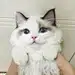 fancy阳
