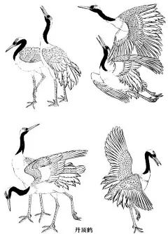 工笔飞禽的画法介绍及练习线描