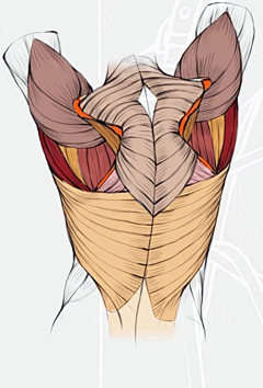ZG卿的画采集到body constitution肌肉结构