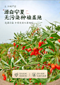 绿高罐枸杞_07.jpg