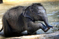 Adorable Baby Elephant Playing In The Water