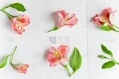 图案与粉红色的花在一个白色的背景。灰白色背景上的花。背景贺卡，横幅，博客。Alstomerias住花