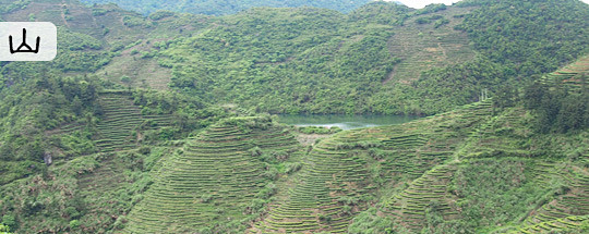 茶园 茶山 有山有水，高山出好茶 #茶园...