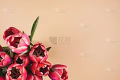 精致的奶油背景和一束红色郁金香。母亲节贺卡，3月8日，生日，情人节。