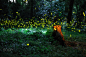 Fireflies in the Summer Night by Sen Li on 500px