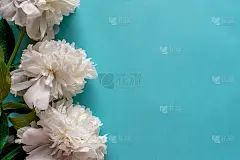 新鲜的牡丹白花与纸框靠近，复制空间上的蓝色背景邀请，平铺