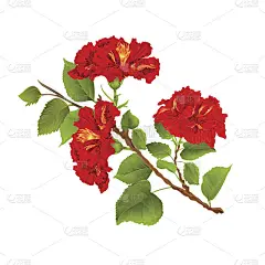 红色木槿枝热带花在白色背景复古植物矢量插图